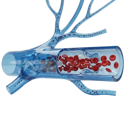 blood test m4 diagnostic blood test in mumbai